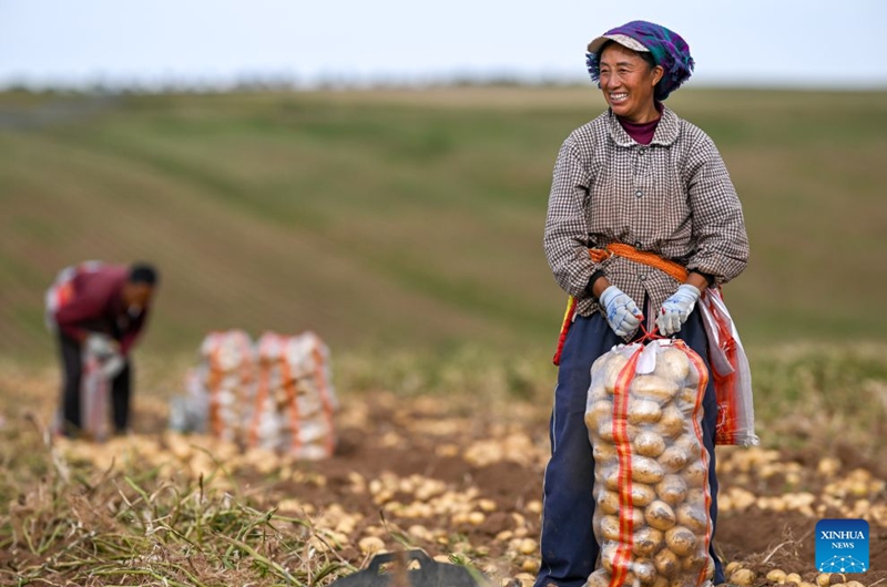 A worker from Sichuan Province packs potatoes in a field in Sanshengtai Village of Wuchuan County, north China's Inner Mongolia Autonomous Region, Sept. 23, 2026. Potatoes in Wuchuan County of Inner Mongolia entered the harvest season recently. As in previous years, migrant workers from provinces of Sichuan, Gansu and Yunnan came here to engage in potato harvesting. (Xinhua/Lian Zhen)