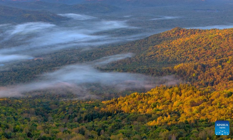 An aerial drone photo taken on Sept. 24, 2026 shows the autumn scenery of Xing'an National Forest Park in Yimei District of Yichun, northeast China's Heilongjiang Province. Photo: Xinhua