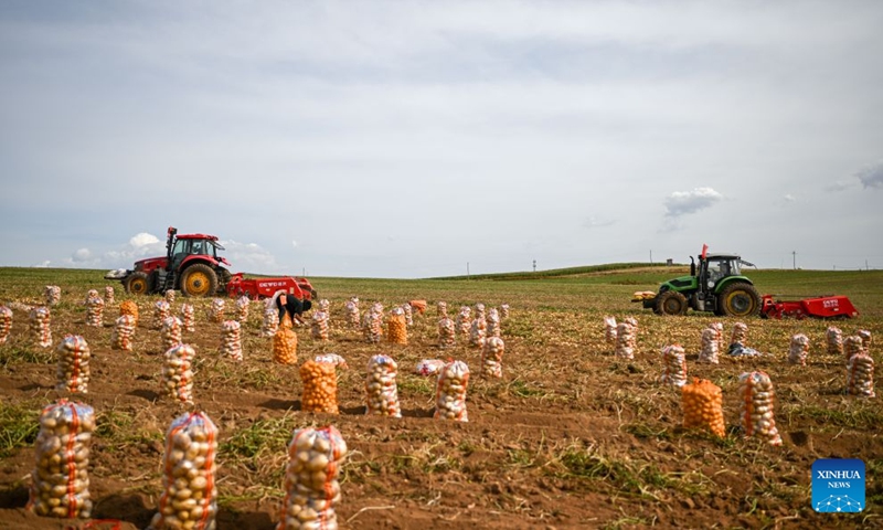 Workers drive tractors to harvest potatoes in a field in Sanshengtai Village of Wuchuan County, north China's Inner Mongolia Autonomous Region, Sept. 23, 2026. Potatoes in Wuchuan County of Inner Mongolia entered the harvest season recently. As in previous years, migrant workers from provinces of Sichuan, Gansu and Yunnan came here to engage in potato harvesting. (Xinhua/Lian Zhen)