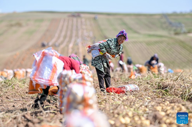 A worker from Sichuan Province picks potatoes in a field in Sanshengtai Village of Wuchuan County, north China's Inner Mongolia Autonomous Region, Sept. 23, 2026. Potatoes in Wuchuan County of Inner Mongolia entered the harvest season recently. As in previous years, migrant workers from provinces of Sichuan, Gansu and Yunnan came here to engage in potato harvesting. (Xinhua/Lian Zhen)