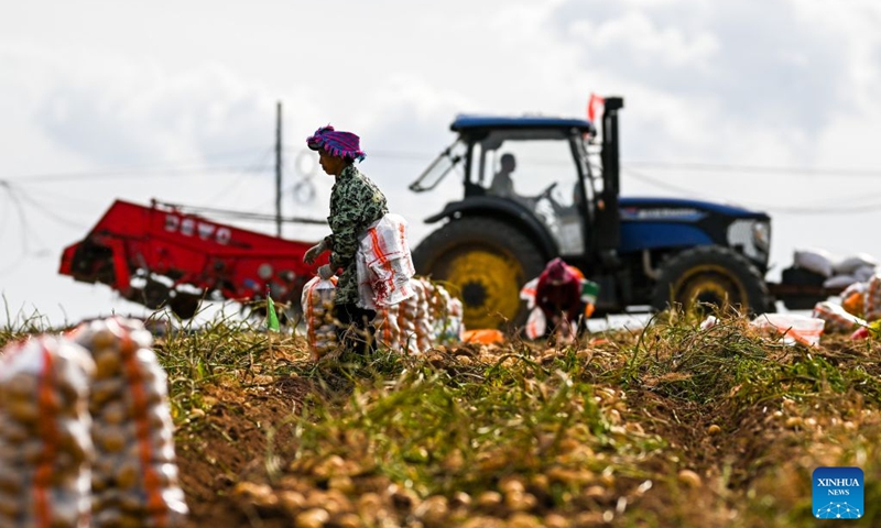 A worker from Sichuan Province picks potatoes in a field in Sanshengtai Village of Wuchuan County, north China's Inner Mongolia Autonomous Region, Sept. 23, 2026. Potatoes in Wuchuan County of Inner Mongolia entered the harvest season recently. As in previous years, migrant workers from provinces of Sichuan, Gansu and Yunnan came here to engage in potato harvesting. (Xinhua/Lian Zhen)