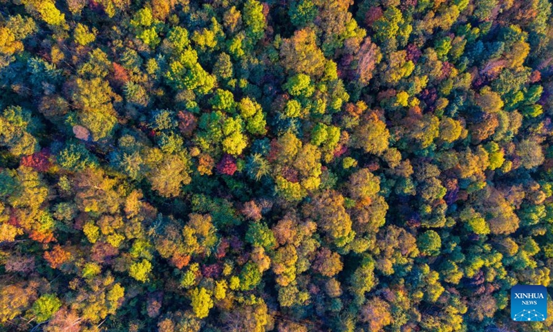 An aerial drone photo taken on Sept. 24, 2026 shows the autumn scenery of Yichun, northeast China's Heilongjiang Province. Photo: Xinhua