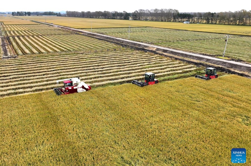 An aerial drone photo taken on Sept. 20, 2026 shows harvesters working in a paddy rice field of a farm under Beidahuang Group in northeast China's Heilongjiang Province. (Photo by Wang Jinbin/Xinhua)