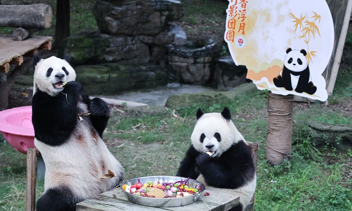 Giant pandas Hao Qi and Qi Ying enjoy Mid-Autumn feast featuring mooncakes and fresh fruit and vegetables in Southwest China's Chongqing on September 25, 2026. Photo: VCG