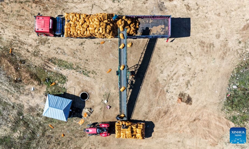 An aerial drone photo taken on Sept. 23, 2026 shows workers operating a conveyor belt to load potatoes onto a truck in Sanshengtai Village of Wuchuan County, north China's Inner Mongolia Autonomous Region. Potatoes in Wuchuan County of Inner Mongolia entered the harvest season recently. As in previous years, migrant workers from provinces of Sichuan, Gansu and Yunnan came here to engage in potato harvesting. (Xinhua/Lian Zhen)