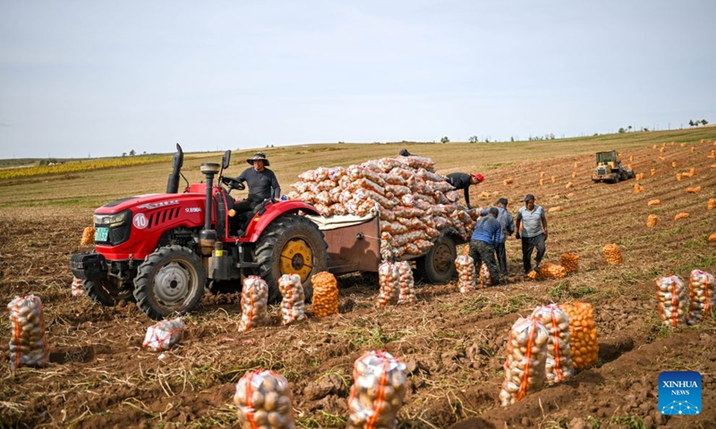 Workers from Gansu Province transport potatoes in a field in Sanshengtai Village of Wuchuan County, north China's Inner Mongolia Autonomous Region, Sept. 23, 2026. Potatoes in Wuchuan County of Inner Mongolia entered the harvest season recently. As in previous years, migrant workers from provinces of Sichuan, Gansu and Yunnan came here to engage in potato harvesting. (Xinhua/Lian Zhen)