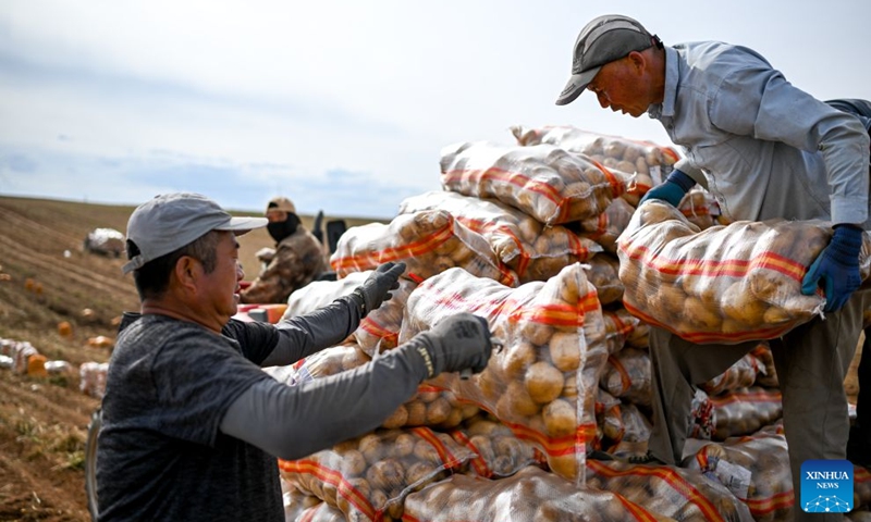 Workers from Gansu Province transport potatoes in a field in Sanshengtai Village of Wuchuan County, north China's Inner Mongolia Autonomous Region, Sept. 23, 2026. Potatoes in Wuchuan County of Inner Mongolia entered the harvest season recently. As in previous years, migrant workers from provinces of Sichuan, Gansu and Yunnan came here to engage in potato harvesting. (Xinhua/Lian Zhen)