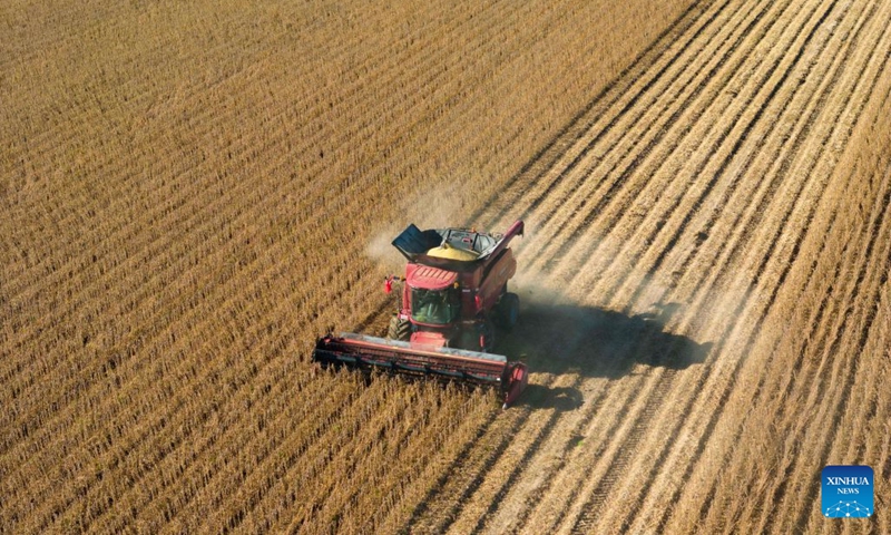 An aerial drone photo taken on Sept. 23, 2026 shows a harvester working in a soybean field of a farm under Beidahuang Group in northeast China's Heilongjiang Province. (Photo by Li Shaojun/Xinhua)
