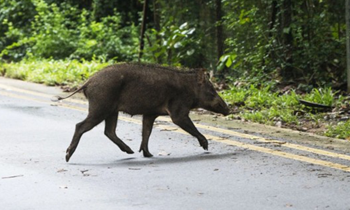 A wild boar Photo: Xinhua News Agency