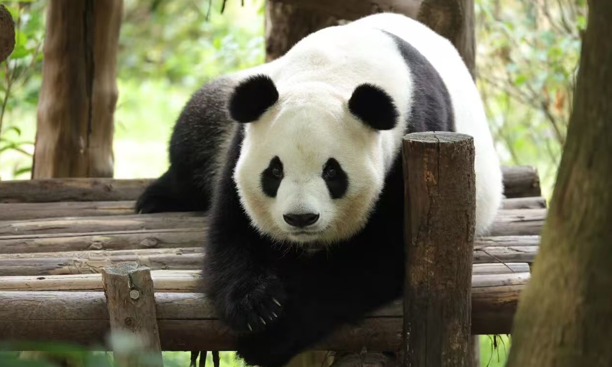 Giant panda Fu Shuang. Photo: China Wildlife Conservation Association