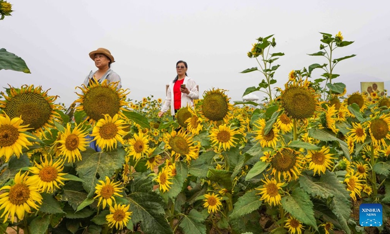 Tourists enjoy leisure time amid sunflowers at a scenic area in Zunhua, north China's Hebei Province, Sept. 26, 2026. Chinese people are on a three-day holiday for the Mid-Autumn Festival, which fell on Sept. 25 this year. (Photo by Liu Mancang/Xinhua)