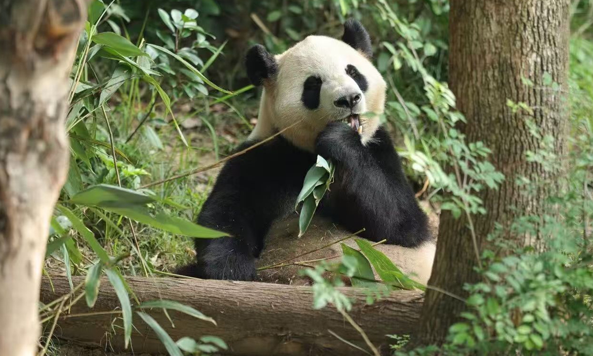 Giant panda Ping Ping. Photo: China Wildlife Conservation Association