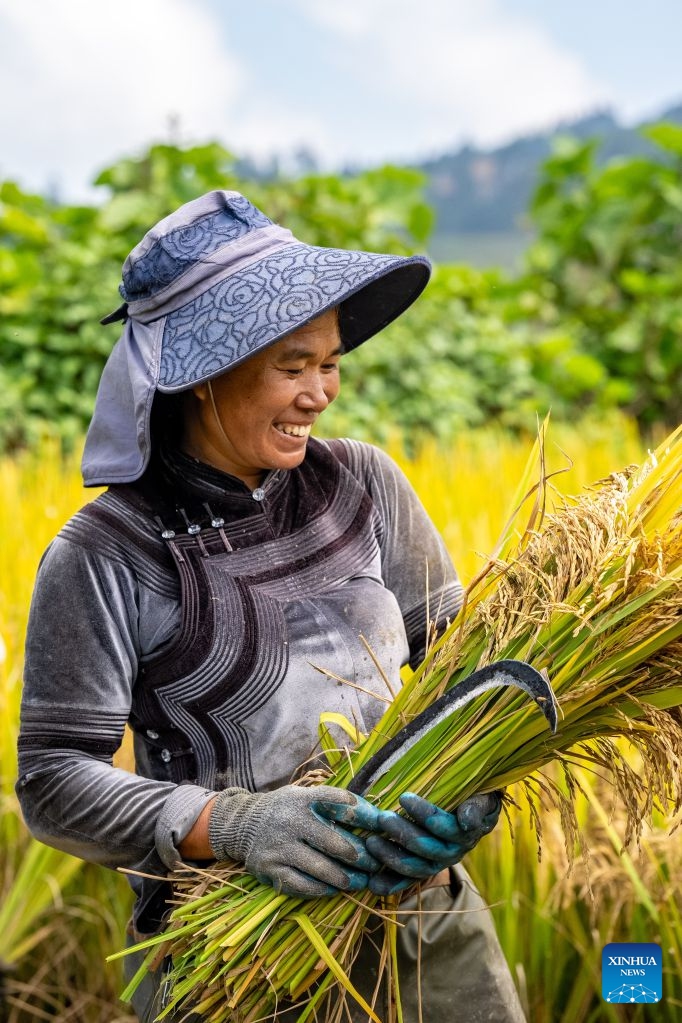 A villager holds newly-harvested rice in Aichun Village of Yuanyang County in Honghe Hani and Yi Autonomous Prefecture, southwest China's Yunnan Province, Sept. 23, 2026. (Xinhua/Hu Chao)