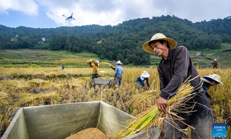 Villagers harvest rice in Aichun Village of Yuanyang County in Honghe Hani and Yi Autonomous Prefecture, southwest China's Yunnan Province, Sept. 21, 2026.(Xinhua/Hu Chao)