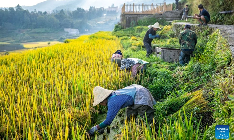 Villagers harvest rice in Aichun Village of Yuanyang County in Honghe Hani and Yi Autonomous Prefecture, southwest China's Yunnan Province, Sept. 21, 2026.