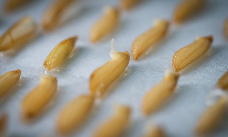 Photo taken on Feb. 26, 2021 shows sprouting rice seeds that had made a round trip to the moon aboard the Chang'e-5 probe at the central greenhouse of the National Engineering Research Center of Plant Space Breeding of the South China Agricultural University in Guangzhou of south China's Guangdong Province. (Xinhua/Liu Dawei)