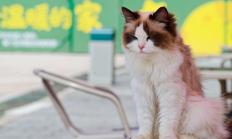 A cat is pictured at a cat-themed park in Harbin, northeast China's Heilongjiang Province, Aug. 28, 2026. (Xinhua/Zhang Tao)