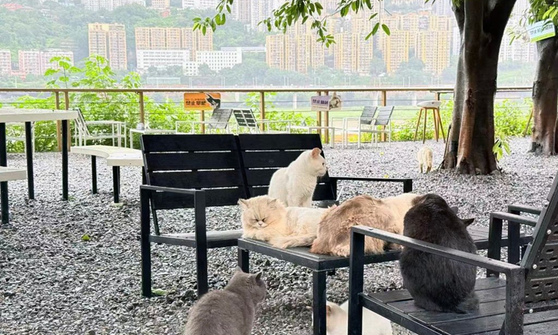 Cats are seen at Chongqing Firefly Bay Cat Harbor Park in Chongqing, southwest China, Oct. 4, 2026. (Xinhua/Wu Yanxia)