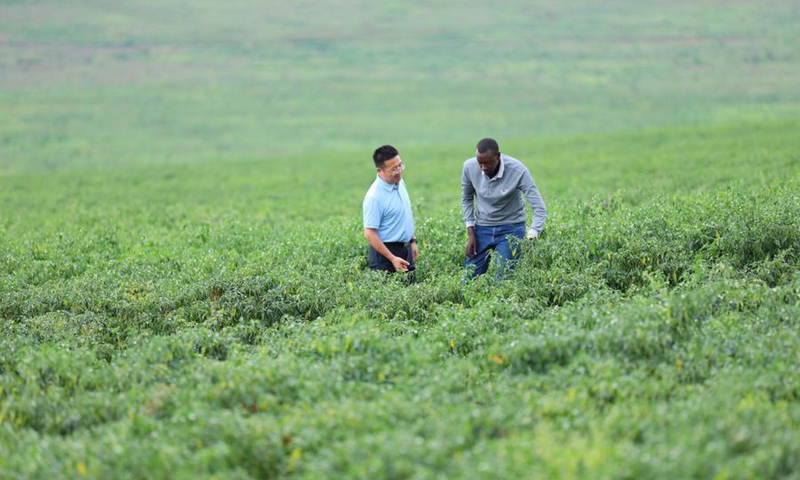 A business manager of Hunan Modern Agriculture International Development Co. Ltd checks the growing condition of chili peppers with a local staff member at the Gashora Farm in Nyagatare district, Rwanda, May 22, 2025. Photo: Xinhua