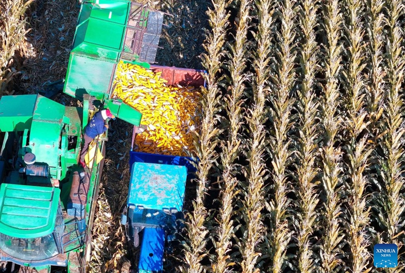 An aerial drone photo taken on Oct. 6, 2026 shows a harvester working in a corn field in Fujin, northeast China's Heilongjiang Province. China's top grain producer Heilongjiang Province has witnessed a bountiful harvest during the National Day holiday. Photo: Xinhua