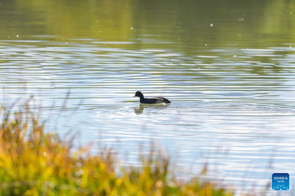 A bird is seen at the Lhalu wetland in Lhasa, southwest China's Xizang Autonomous Region, Oct. 6, 2026. Lhalu Wetland National Nature Reserve, known as the Lung of Lhasa, features a vibrant and thriving ecological landscape in autumn. (Xinhua/Tenzing Nima Qadhup)