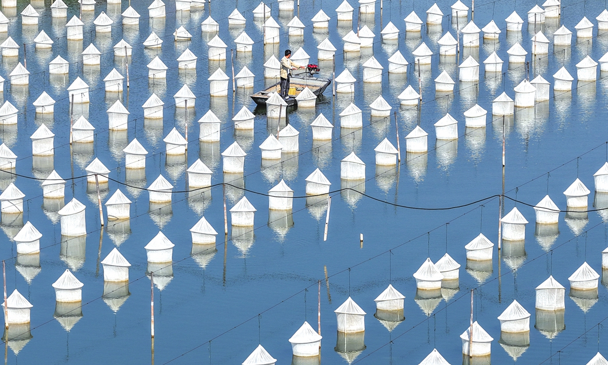 A fisherman maintains ponds at the leech breeding base of Aihu Village, Weishan County in East China's Shandong Province on October 7, 2026. Weishan produces more than 420 tons of dried leeches annually as traditional Chinese medicine, with the output accounting for nearly 70 percent of the national market. Photo: VCG