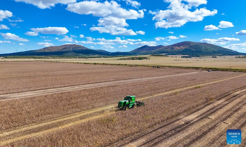 A drone photo taken on Oct. 3, 2026 shows a harvester working in a soybean field in Fujin, northeast China's Heilongjiang Province. China's top grain producer Heilongjiang Province has witnessed a bountiful harvest during the National Day holiday. Photo: Xinhua