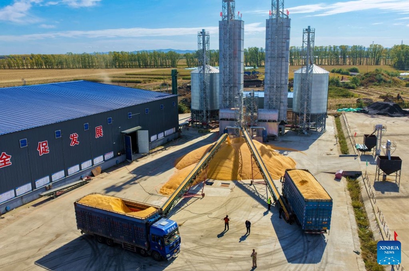 A drone photo taken on Oct. 4, 2026 shows staff members drying harvested corns in a farm under Beidahuang Group in northeast China's Heilongjiang Province. China's top grain producer Heilongjiang Province has witnessed a bountiful harvest during the National Day holiday. Photo: Xinhua