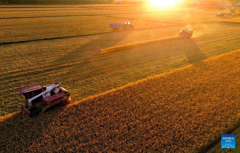 A drone photo taken on Oct. 2, 2026 shows harvesters working in a paddy field under Beidahuang Group in northeast China's Heilongjiang Province. China's top grain producer Heilongjiang Province has witnessed a bountiful harvest during the National Day holiday. Photo: Xinhua