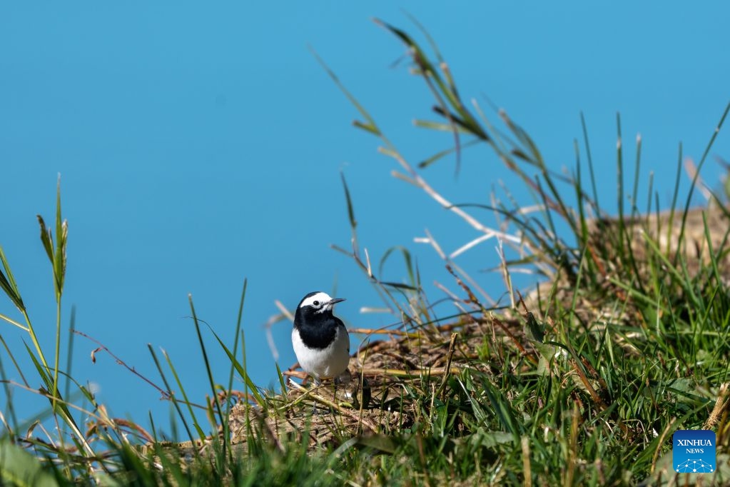 A bird is seen at the Lhalu wetland in Lhasa, southwest China's Xizang Autonomous Region, Oct. 6, 2026. Lhalu Wetland National Nature Reserve, known as the Lung of Lhasa, features a vibrant and thriving ecological landscape in autumn. (Xinhua/Tenzing Nima Qadhup)