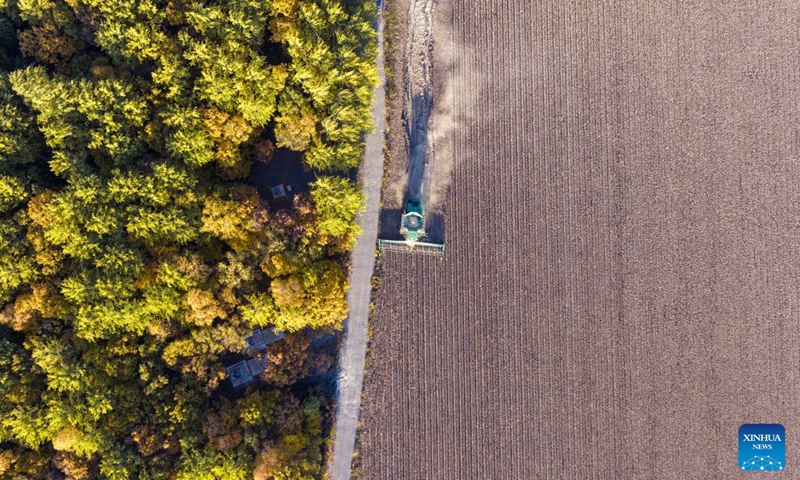 An aerial drone photo taken on Oct. 6, 2026 shows a harvester working in a soybean field of a farm under Beidahuang Group in northeast China's Heilongjiang Province. China's top grain producer Heilongjiang Province has witnessed a bountiful harvest during the National Day holiday. Photo: Xinhua
