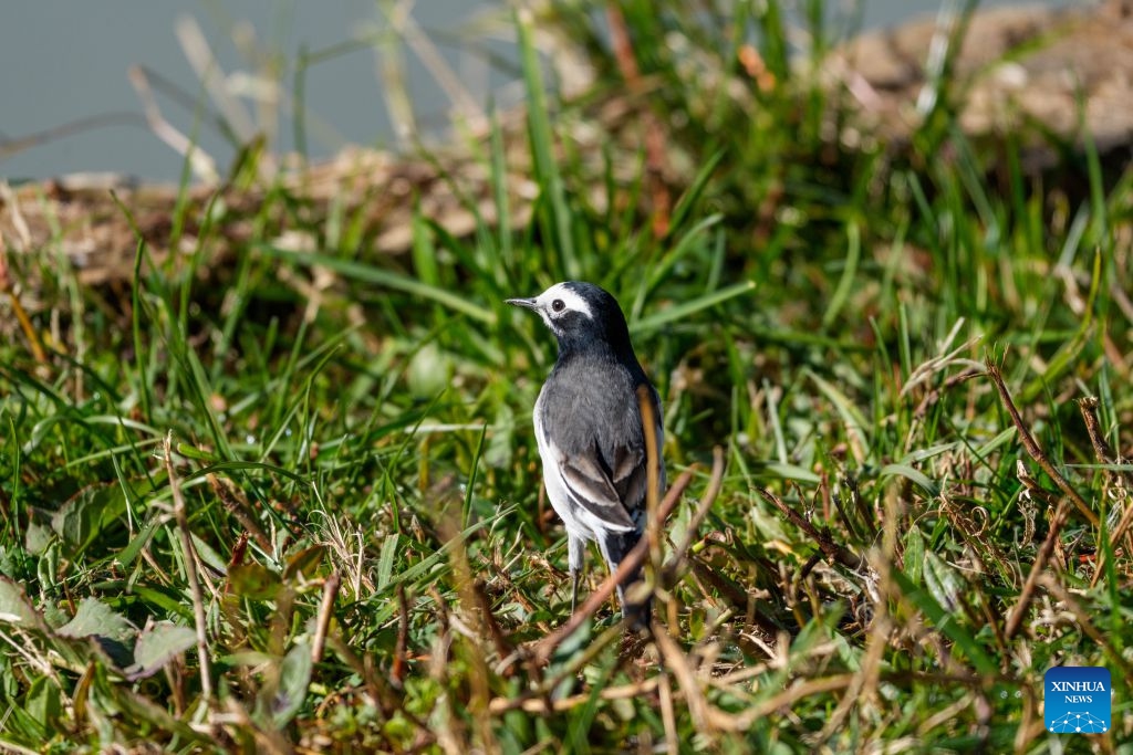 A bird is seen at the Lhalu wetland in Lhasa, southwest China's Xizang Autonomous Region, Oct. 6, 2026. Lhalu Wetland National Nature Reserve, known as the Lung of Lhasa, features a vibrant and thriving ecological landscape in autumn. (Xinhua/Tenzing Nima Qadhup)
