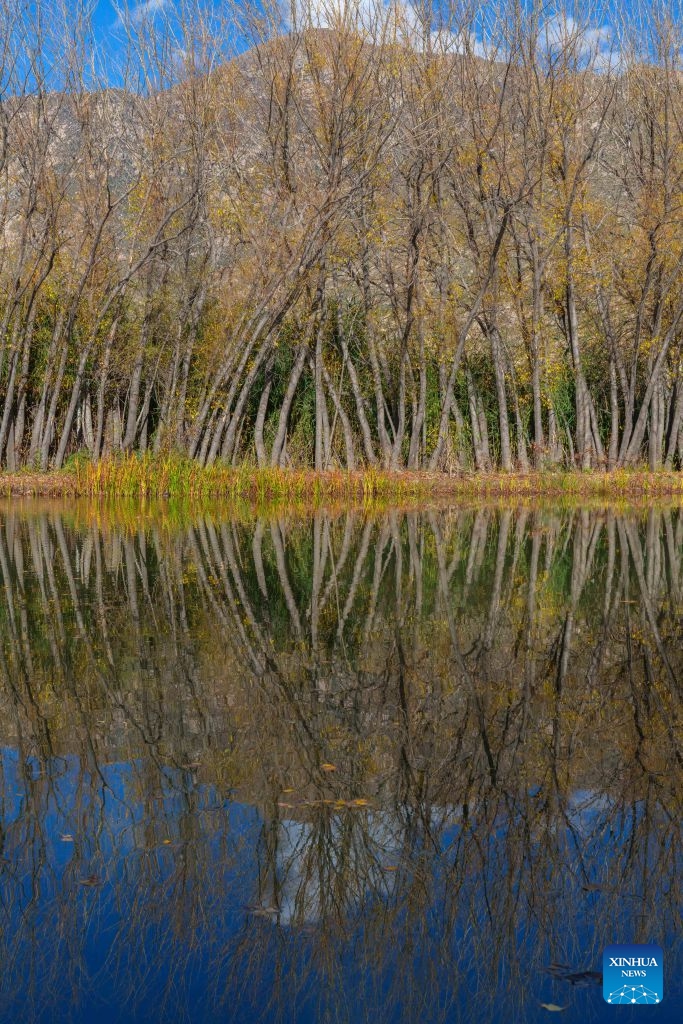 This photo taken on Oct. 6, 2026 shows a view of the Lhalu wetland in Lhasa, southwest China's Xizang Autonomous Region. Lhalu Wetland National Nature Reserve, known as the Lung of Lhasa, features a vibrant and thriving ecological landscape in autumn. (Xinhua/Tenzing Nima Qadhup)