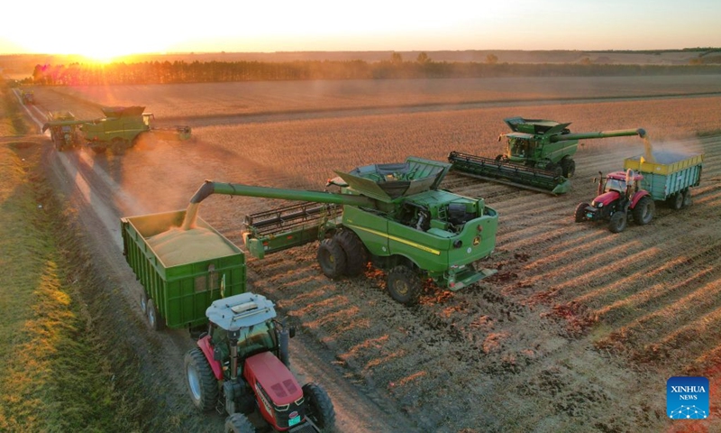 A drone photo taken on Oct. 4, 2026 shows harvesters working in a soybean field of a farm under Beidahuang Group in northeast China's Heilongjiang Province. China's top grain producer Heilongjiang Province has witnessed a bountiful harvest during the National Day holiday. Photo: Xinhua
