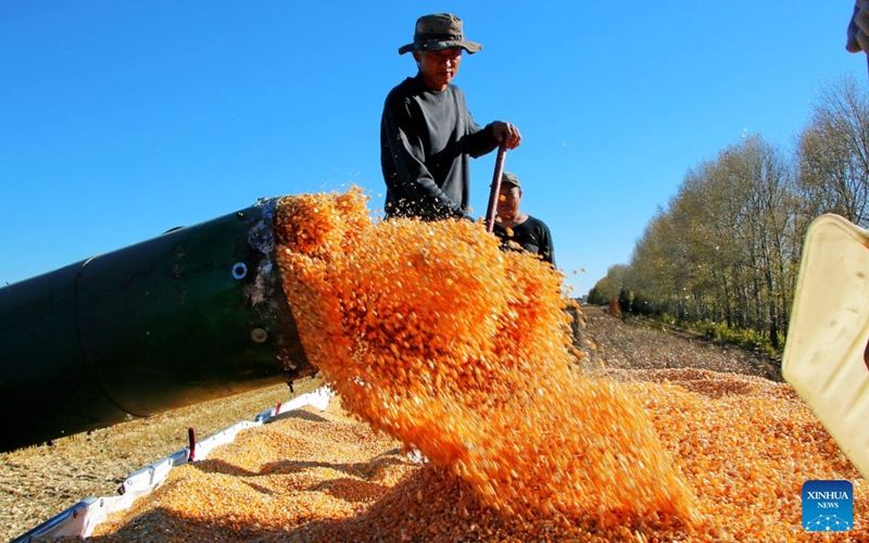Farmers load newly harvested corns in a corn field of a farm under Beidahuang Group in northeast China's Heilongjiang Province, Oct. 5, 2026. China's top grain producer Heilongjiang Province has witnessed a bountiful harvest during the National Day holiday. Photo: Xinhua