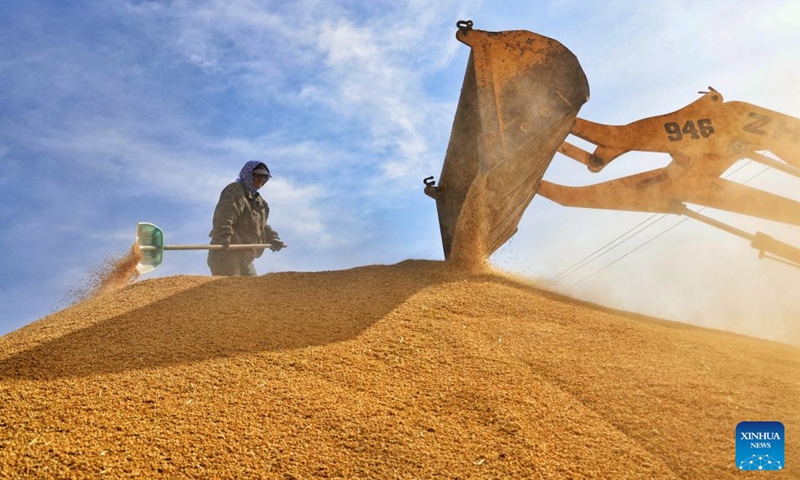 A farmer arranges harvested grains in a drying yard of a farm under Beidahuang Group in northeast China's Heilongjiang Province, Oct. 5, 2026. China's top grain producer Heilongjiang Province has witnessed a bountiful harvest during the National Day holiday. Photo: Xinhua