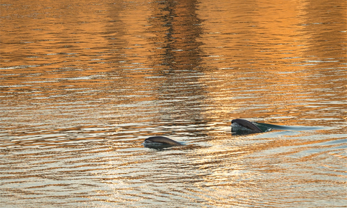 This photo taken on Jan. 5, 2025 shows Yangtze finless porpoises swimming near the lower reaches of the Gezhouba Dam in Yichang City, Central China's Hubei Province.  Photo: Xinhua