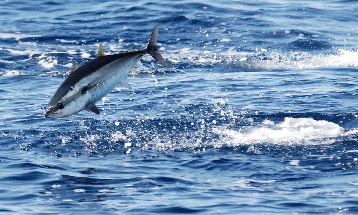 Thunnus thynnus feeds in the Mediterranean. Photo: Courtesy of WWF