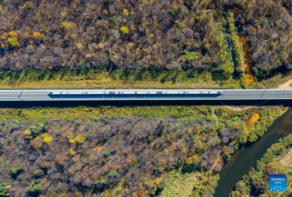 An aerial drone photo taken on Oct. 4, 2026 shows a bullet train of Harbin-Yichun high-speed railway running through forests in autumn scenery in Yichun, northeast China's Heilongjiang Province. The Harbin-Yichun high-speed railway, China's northernmost high-speed railway which officially entered service on Sept. 28, underlines the country's efforts to direct more transport infrastructure investment toward border areas, forest regions and less-developed regions, while helping boost development and prosperity in northeast China's border regions. (Photo by Li Jiaxing/Xinhua)