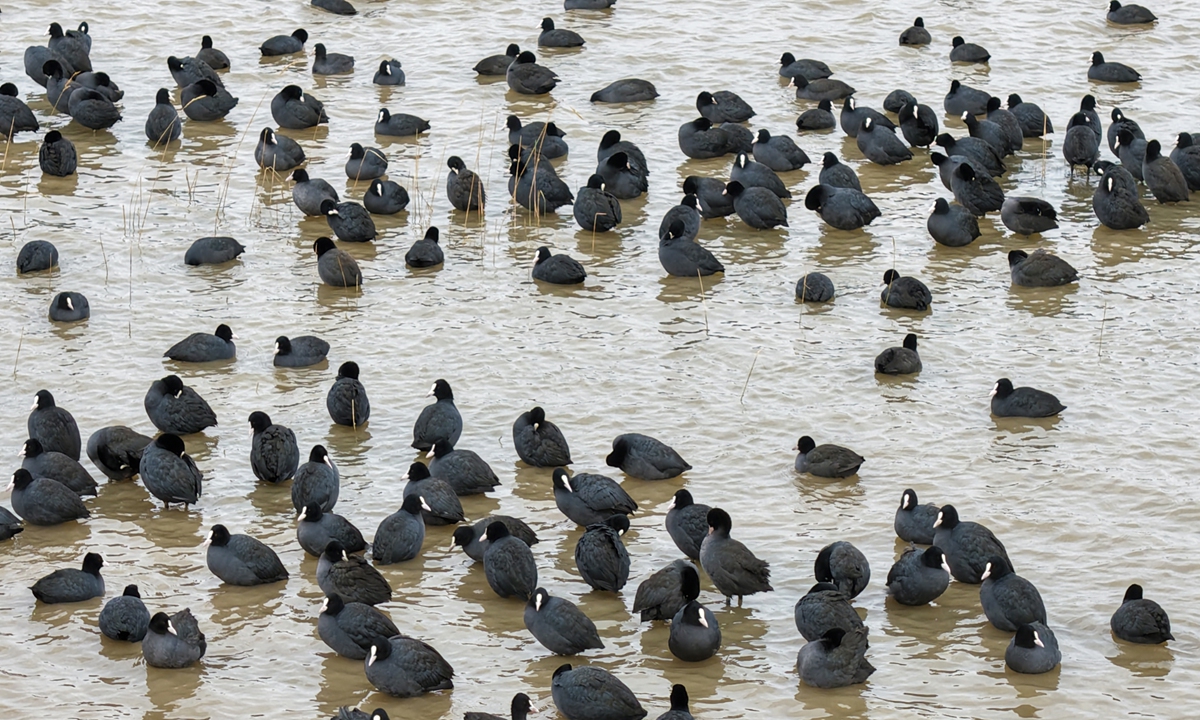 Large numbers of coots gather on the surface of a lake in Ongniud Banner, Inner Mongolia, resting and refueling during their southward migration, on October 4, 2026.