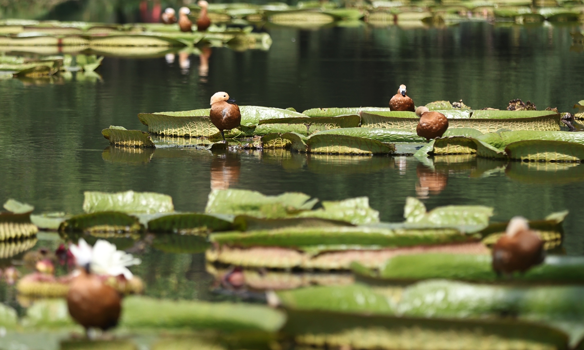 Waterbirds rest on Qianhu Lake near Purple Mountain in Nanjing, East China's Jiangsu Province, on October 8, 2026. As the local ecological environment continues to improve, Qianhu Lake has become a habitat for a variety of waterbirds. Photo: VCG
