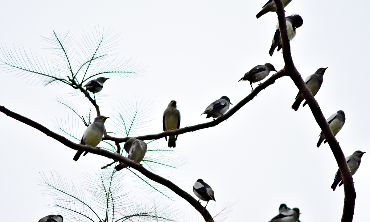 Flocks of grey-backed starlings rest in trees at a park in Sanya, South China's Hainan Province, on September 16, 2026.