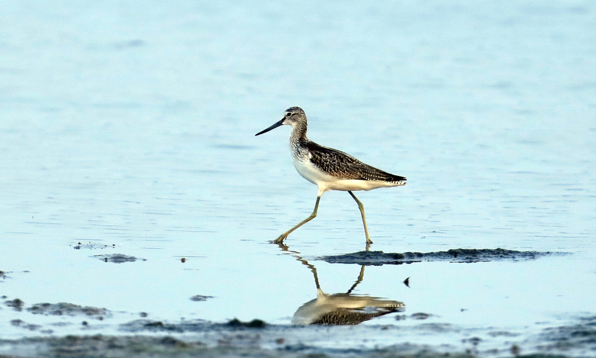 A migratory bird rests at a birdwatching wetland in Qinhuangdao, North China's Hebei Province, on September 16, 2026.  Photos on this page: VCG