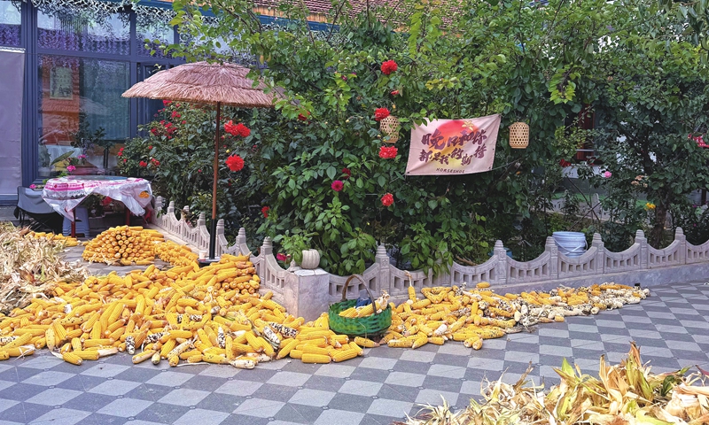 Freshly harvested corn is displayed in front of a homestay in Yejia village. Photo: Shen Sheng/GT