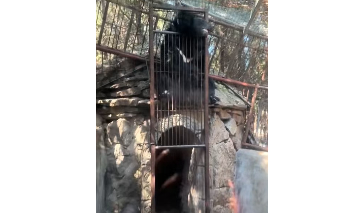 A black bear at a wildlife park in Linyi, East China's Shandong Province, appears motionless with its neck 