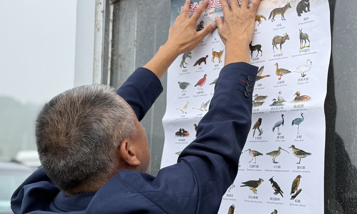 A staff member posts an illustrated guide to wildlife, including migratory birds, in Weinan, Northwest China's Shaanxi Province.