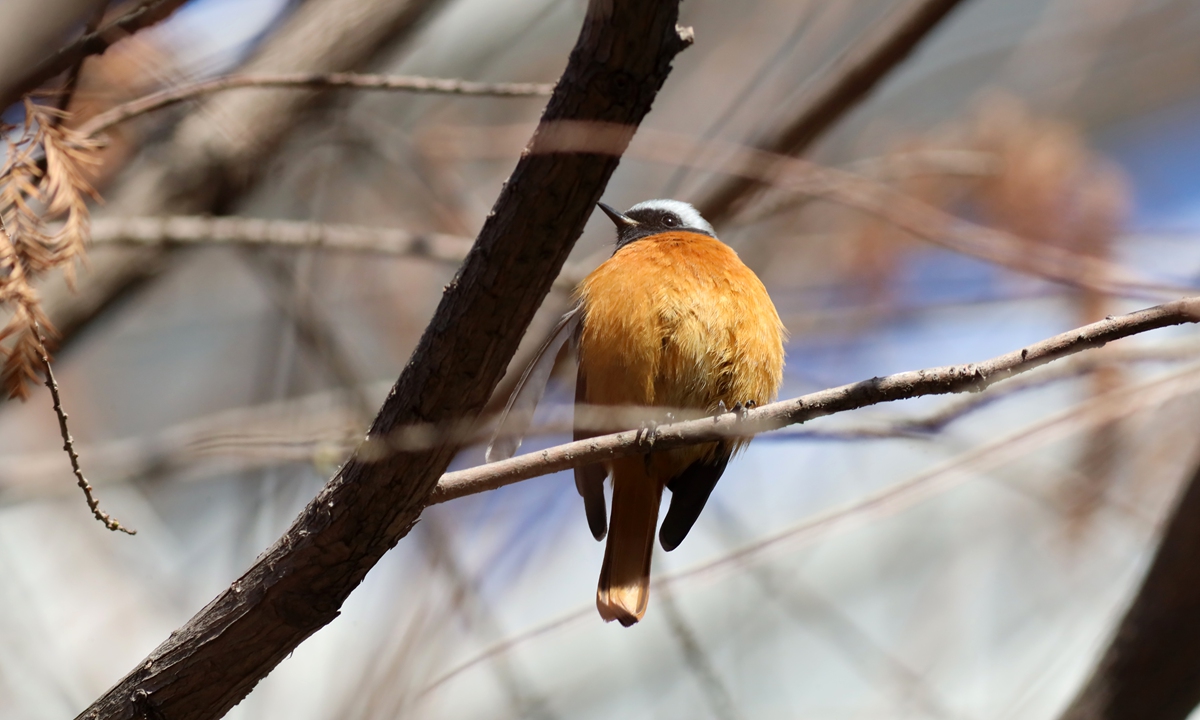 A Daurian redstart, a migratory bird passing through, appears in a residential grove in Shanghai.