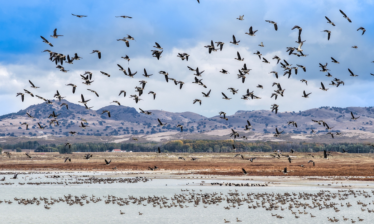 Flocks of wild geese gather and rest at a lake in Ongniud Banner, Chifeng City, North China's Inner Mongolia Autonomous Region, circling and flapping their wings as they begin their southward migration, on October 4, 2026.
