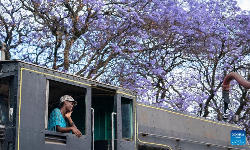 A woman poses for photos in an old locomotive with blooming jacaranda trees in the background in Nairobi, Kenya, Oct. 10, 2026. Jacaranda trees in Nairobi bloom from September to November every year. (Xinhua/Xie Jianfei)

