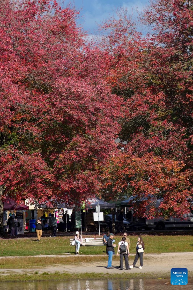 Autumn foliage is seen at a park in Vancouver, British Columbia, Canada, Oct. 10, 2026. (Photo by Liang Sen/Xinhua)